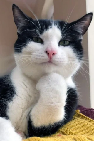 고양이 원본 335